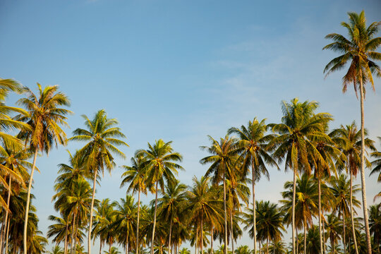 Coconut palm trees Beautiful tropical background Nature environment palm trees in Summer sunny day