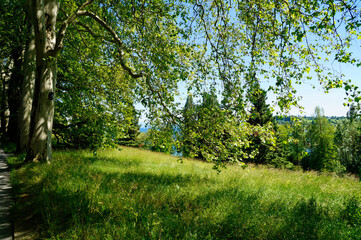 a beautiful view of the spring green meadow and the lush green trees and lake Constance in the background (Flower Island Mainau in Germany)	