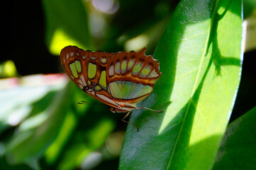 Malachite (Siproeta stelenes) butterfly with an amazing green-brown ornament on its wings sitting on a green leaf