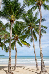 Fototapeta na wymiar Phuket patong beach Summer beach with palms trees around in Patong beach Phuket island Thailand, Beautiful tropical beach with blue sky background in summer season Copy space