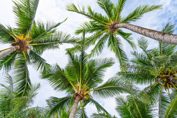 Bottom view to tropical palm trees leaf and sky Natural exotic photo frame Leaves on the branches...