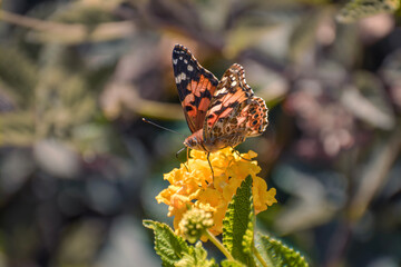 butterfly on flower