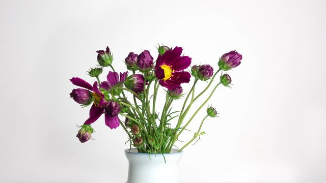 A bouquet of beautiful summer flowers kosmeya unfolds on a white background. Purple flowers close-up. Cosmos flower footage in High quality 4k.