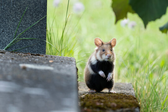 European hamster on the grave. Hamster in Vienna cemetery. European wildlife. Cute animals during summer season. 