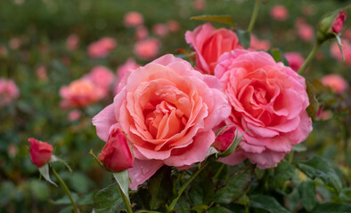 'Lovey Lady' pink roses, photographed in a garden in central London UK