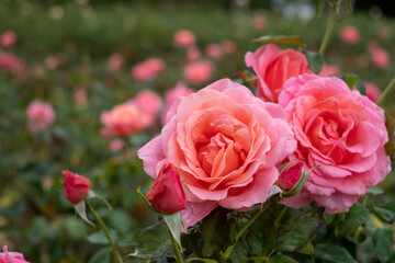 'Lovey Lady' pink roses, photographed in a garden in central London UK