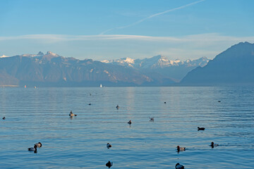 View of Lake Geneva with calm water and many ducks. The alps in the background