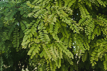 Branch of acacia with green leaves. Acacia leaves
