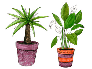 Botanical set of two big high watercolor houseplants in nice bright flowerpots isolated on white background hand painted unique beautiful