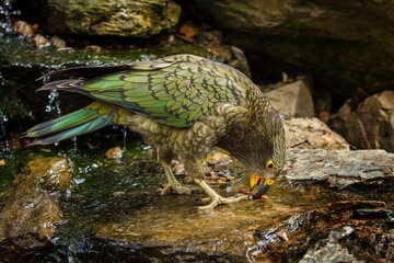 Curious parrot. Juvenile kea, Nestor notabilis, investigates a piece of wood in mountain brook. Olive green bird with curved beak. One of most intelligent and curious parrots. Habitat New Zealand.