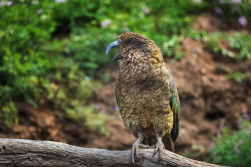 Kea, Nestor notabilis, perched on branch, having open curved beak and screeching. Beautiful olive green parrot, alpine bird. One of most intelligent and curious parrots. Habitat New Zealand.
