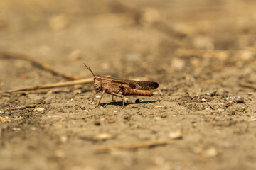 grasshopper on the ground