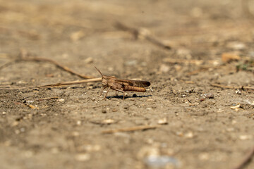 grasshopper on the stone