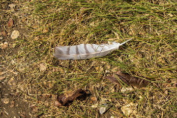 feather on the ground