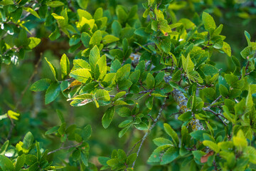 green leaves background