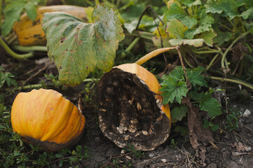 Rotten orange pumpkin in the garden, decaying pumpkin.