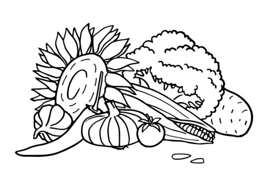 Coloring book with vegetables images. Vector illustration.