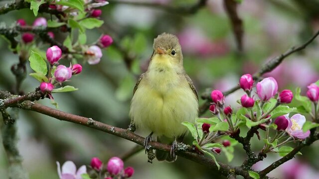 Singing bird. The icterine warbler (Hippolais icterina) is an Old World warbler in the tree warbler genus Hippolais.