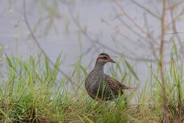 Nature wildlife image Buff Banded Rail bird on paddy filed.