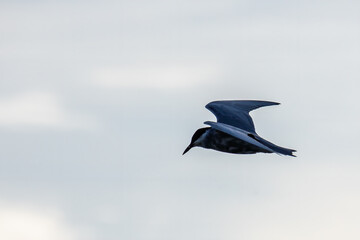 Whiskered tern bird in flight full speed hunting for small insects above a lake