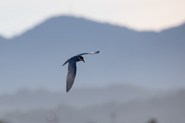 Whiskered tern bird in flight full speed hunting for small insects above a lake