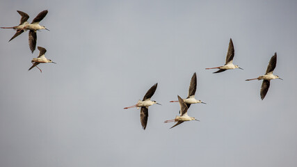 Black-winged stilt bird flying in the air
