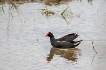 Bird Common Moorhen on paddy field