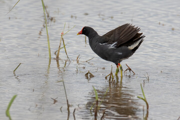 Bird Common Moorhen on paddy field