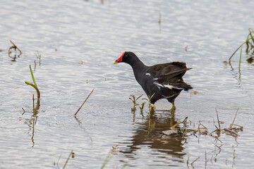 Bird Common Moorhen on paddy field