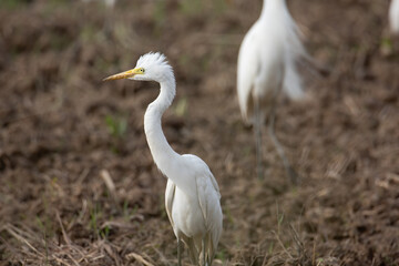 Nature wildlife image of cattle egret on paddy field