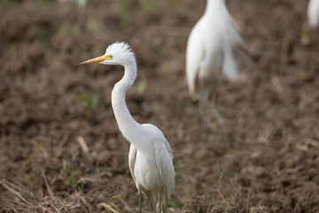 Nature wildlife image of cattle egret on paddy field