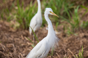 Nature wildlife image of cattle egret on paddy field