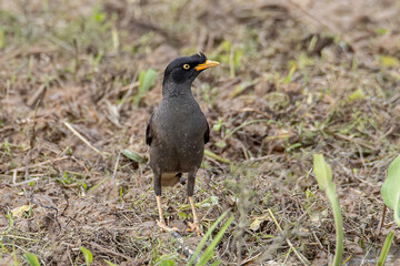 Bird Javan myna spotted on paddy filed at Sabah, Borneo