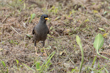Bird Javan myna spotted on paddy filed at Sabah, Borneo