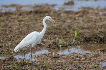 Nature wildlife image of cattle egret on paddy field