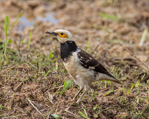 Black-collared starling bird spotted on paddy field at Sabah, Malaysia