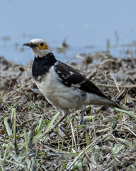 Black-collared starling bird spotted on paddy field at Sabah, Malaysia
