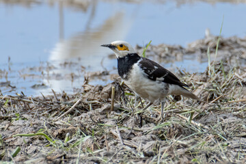 Black-collared starling bird spotted on paddy field at Sabah, Malaysia
