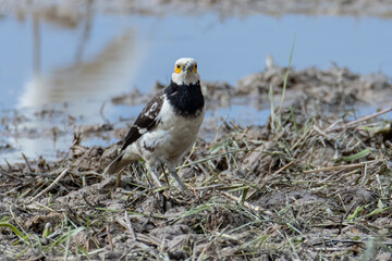Black-collared starling bird spotted on paddy field at Sabah, Malaysia