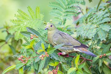 Nature wildlife bird Pink-necked Green Pigeon perched on the branch