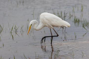 Nature wildlife image of cattle egret on paddy field