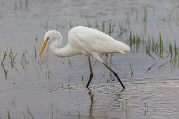 Nature wildlife image of cattle egret on paddy field