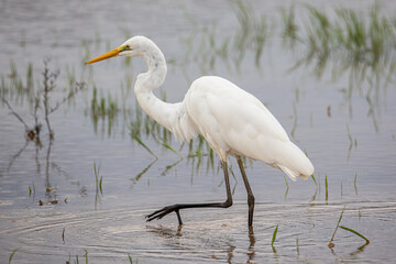 Nature wildlife image of cattle egret on paddy field