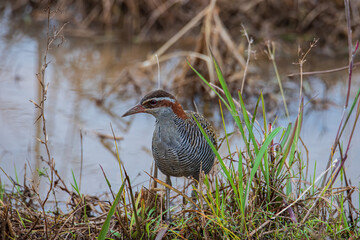 Nature wildlife image Buff Banded Rail bird on paddy filed.
