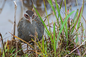 Nature wildlife image Buff Banded Rail bird on paddy filed.