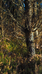 Fototapeta premium Vue d'ensemble sur la forêt des Landes de Gascogne, avec ses magnifiques jeux de lumière quand les rayons de soleil s'infiltrent à travers les rangées de pins