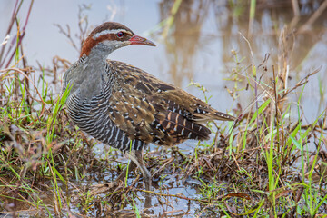 Nature wildlife image Buff Banded Rail bird on paddy filed.