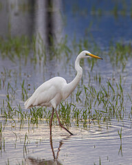 Nature wildlife image of cattle egret on paddy field