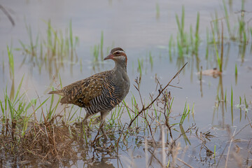 Nature wildlife image Buff Banded Rail bird on paddy filed.