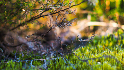 Obraz na płótnie Canvas Vue d'ensemble sur la forêt des Landes de Gascogne, avec ses magnifiques jeux de lumière quand les rayons de soleil s'infiltrent à travers les rangées de pins